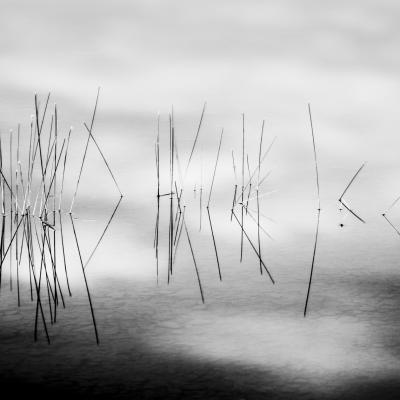 Ajoncs, Lac d’en haut, La Godivelle - Août 2018